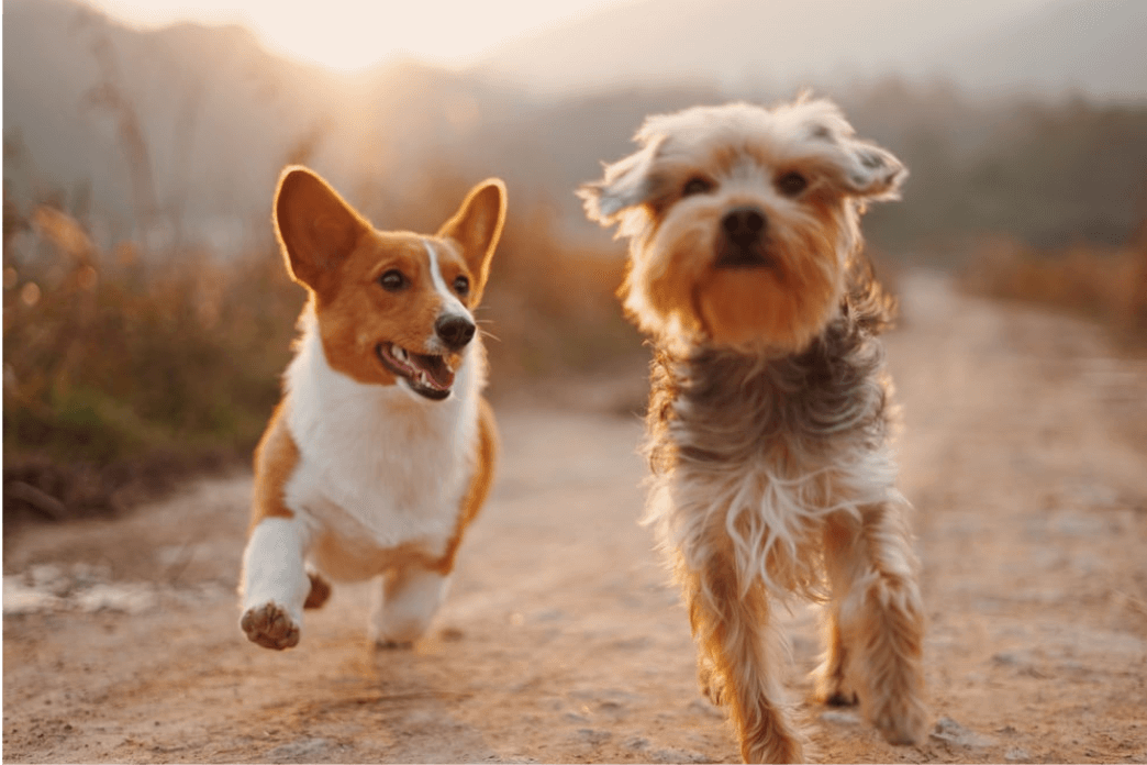 Dog Supplements & Vitamins