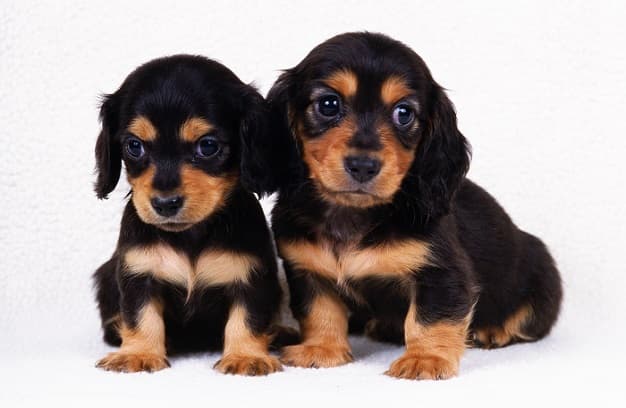 National Pet Month: How to Save Money on Pet Expenses