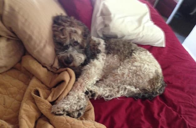 Chew on This: Tips to Keep the Four-Legged Family in Kibble