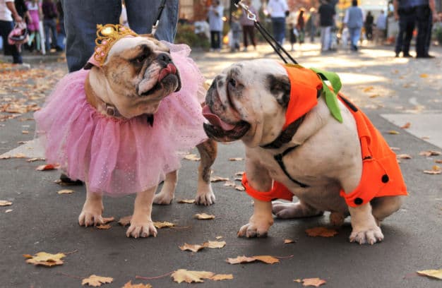 Canine Costumes for Halloween