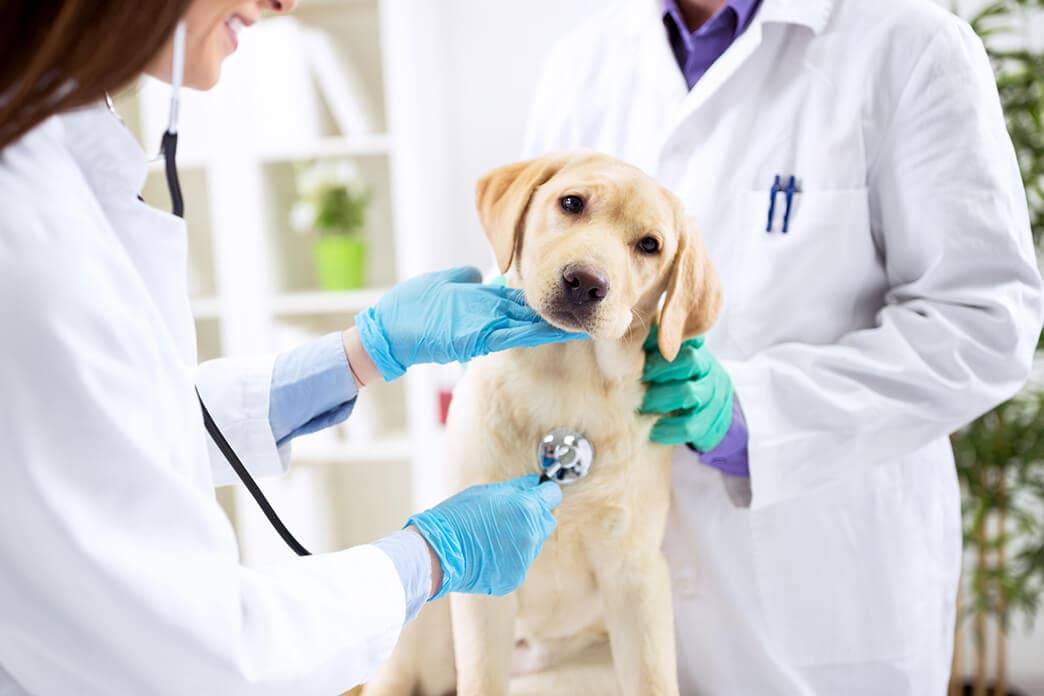 Pet Insurance