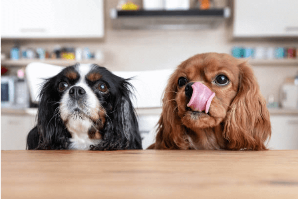 Dog Food