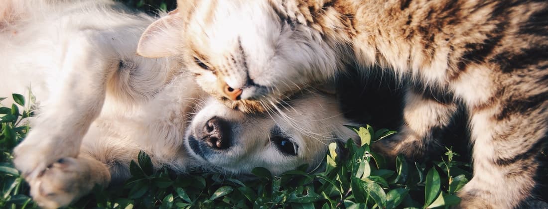 Show Your Pet You Love Them While Showing Others You Care with PetSmart’s Buy a Bag Give a Meal Program