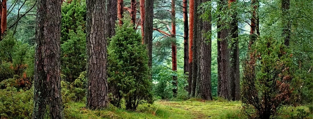 Give Back to Nature With the Arbor Day Foundation