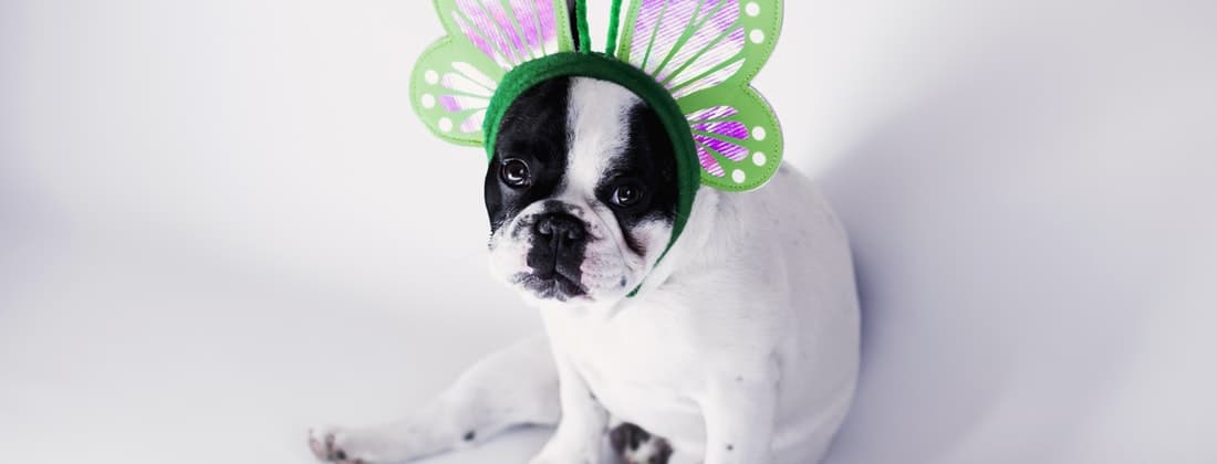 Find The Perfect Halloween Costume For Your Pup With Petco