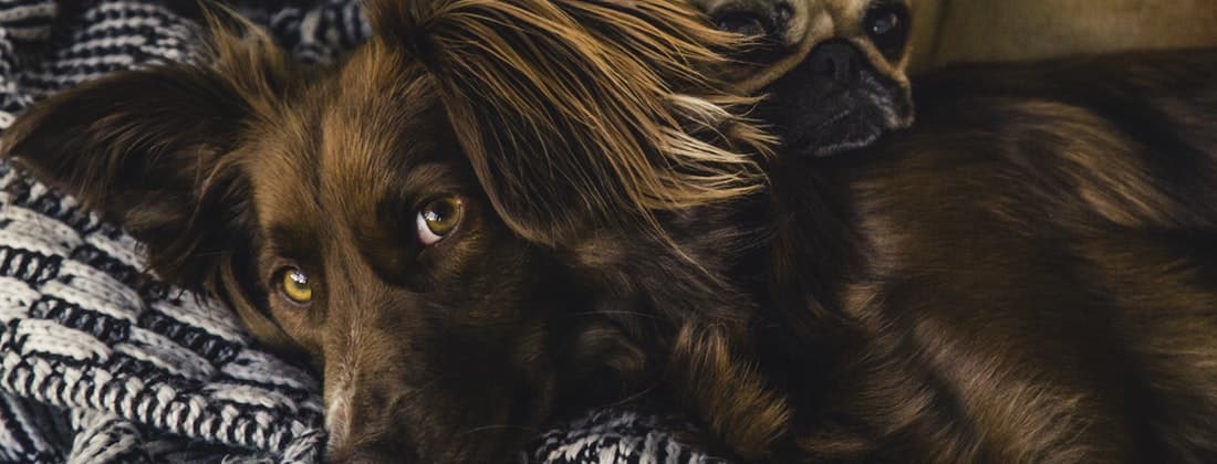 How You Can Spend Wisely On National Pet Lovers Day