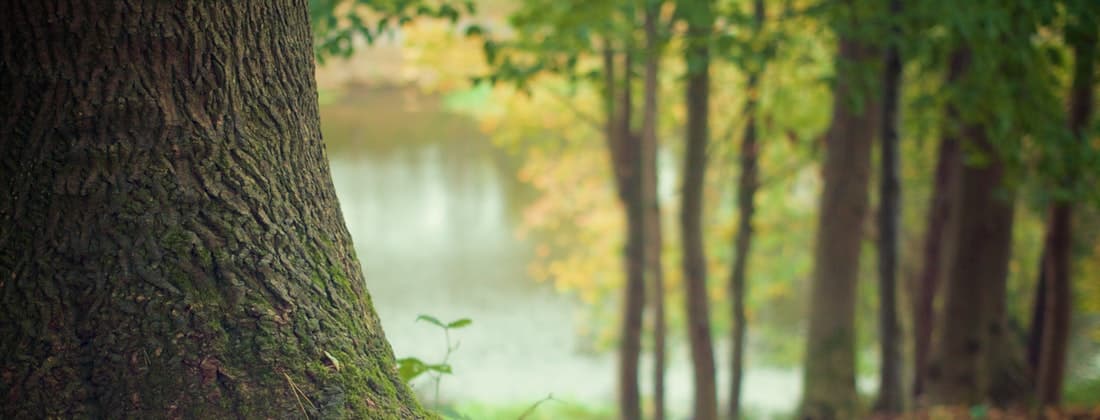 Money Doesn’t Grow On Trees: Why You Should Plant a Tree This Arbor Day