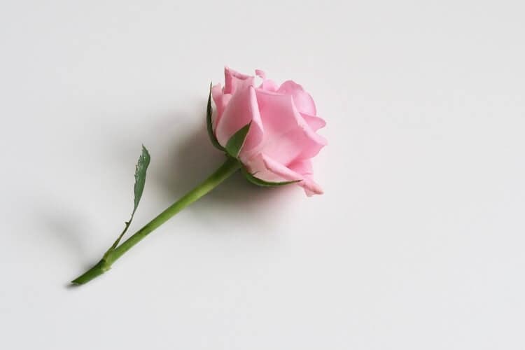 10 Flower Shop Gifts that aren't just Boring Flowers