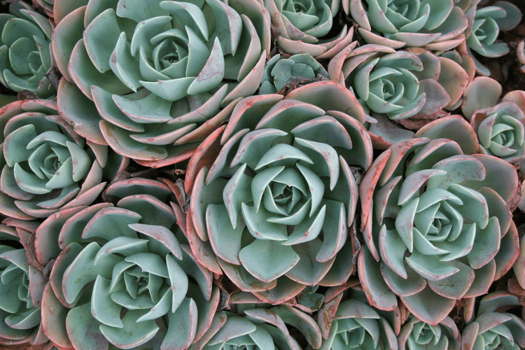 20 Products that Succulent Fans Need Immediately