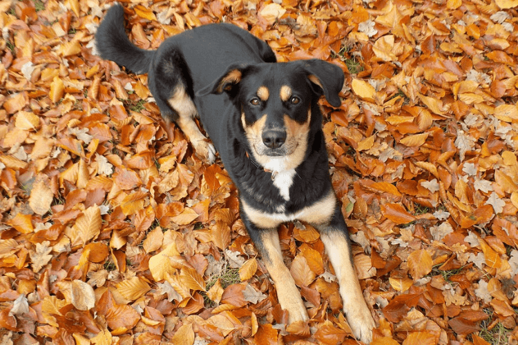 Halloween Hounds: Get Your Dog in the Spooky Spirit this Halloween