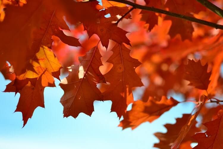 10 Ways to Use Changing Leaves in DIY Crafts with your Kids