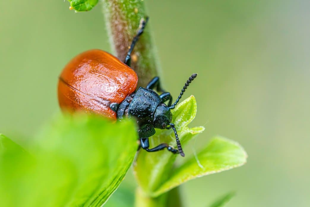Insect & Pest Control