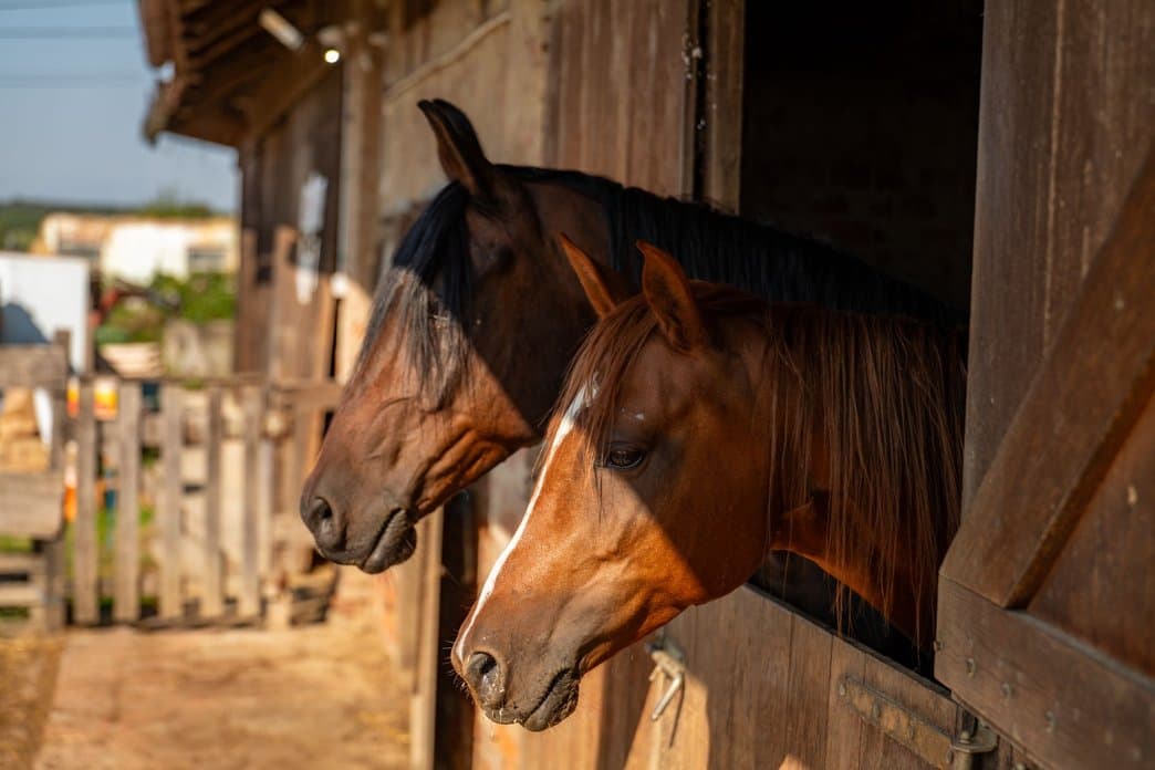 Horses